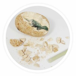 Dino jaje (BA-102052)